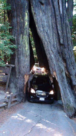 Drive Thru Tree in Myers Flat.