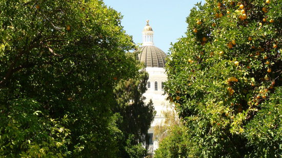 Orangenbäume im Park hinterm Capitol. Die sind echt LECKER! 