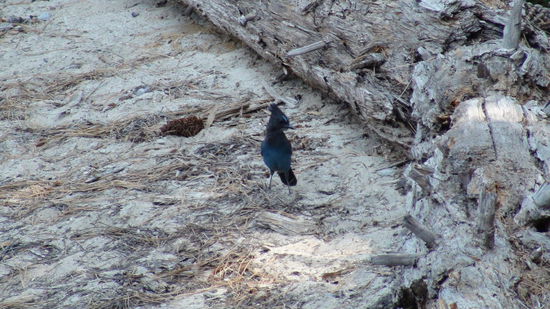 Ein Diademhäher, auch als Schwarzkopfhäher bezeichnet, ist ein amerikanischer Singvogel und wird den Sperlingen zugeordnet.
Ziemlich aufgewecktes Kerlchen, war nicht einfach ein Bild zu schießen.