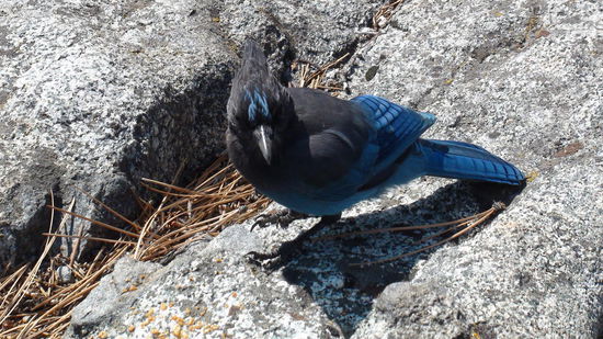 Wieder ein Diademhäher.