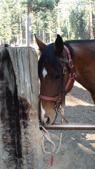 fast so hübsch wie mein Emir