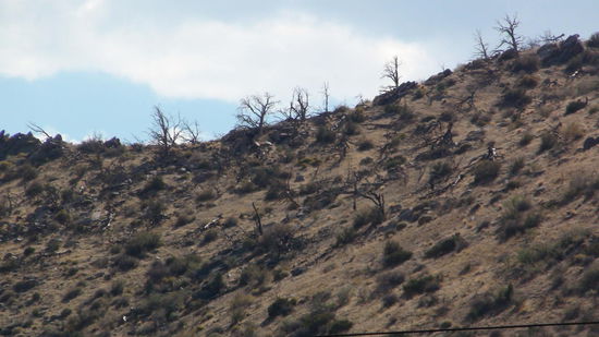 Auch auf unserer Route treffen wir immer wieder auf verbrannte Bäume.