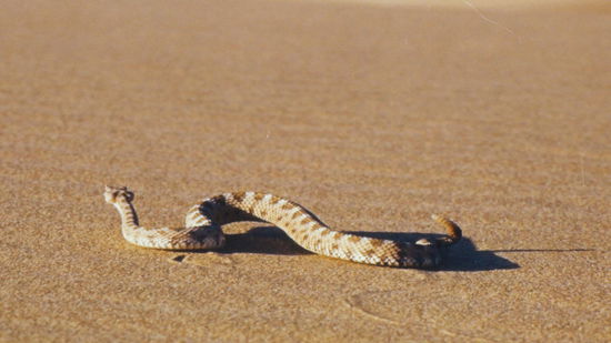 Das Foto ist von einer Tafel am Mono-Lake, den echten wars zu warm, haben sich vermutlich im Schatten verkrochen.