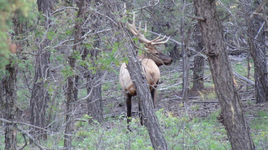 Wapiti Hirsch am Wegesrand.