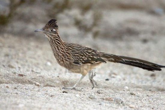 Der Wegekuckuck (Roadrunner) ist in Steppen und Wüsten zuhause. Er ist ein extrem guter Läufer. Es wurden Höchstgeschwindigkeiten von 24 bis 32 km/h gemessen.
Der "Road Runner" bekannt aus den Cartoons der Warner Brothers, welchen der Kojote vergeblich zu fangen versucht.