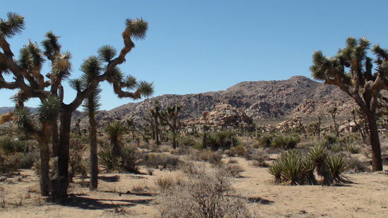 Joshua Trees