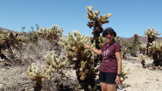 Im Garten wachen die gefürchteten Jumping Cholla Sie heißt so, weil sie bei der kleinsten Berührung ganze Stachelbüschel absprengen kann. Der vorbeigehende Wanderer ist also gut beraten, sich den Pflanzen nicht zu dicht zu nähern, denn die Stachel lassen sich nur schmerzhaft entfernen.