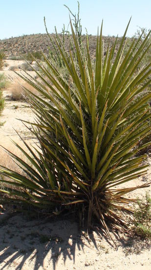 Noch beeindruckender ist ein Besuch im Park zur Zeit der Blüte der Kakteen.