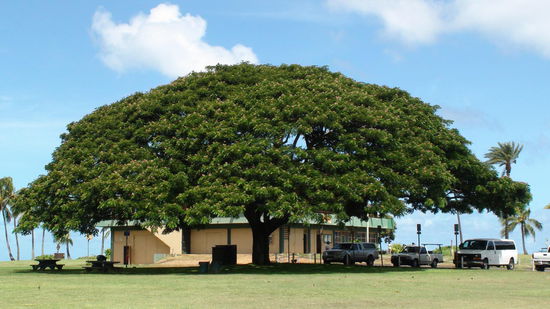 Was für ein mächtiger Baum, ein Albizia-Baum (Mimosenbaum)