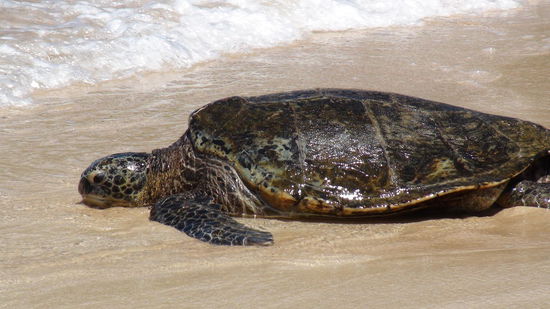 Heimat der Green sea turtles