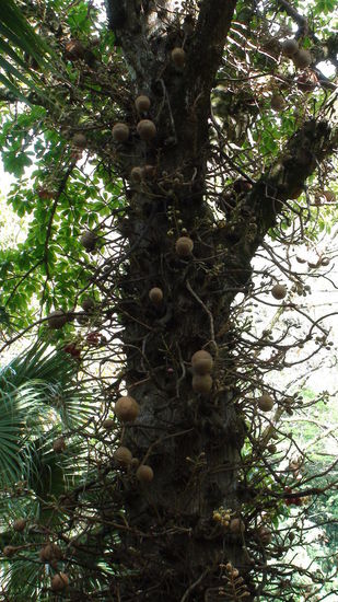 Cannonball Tree