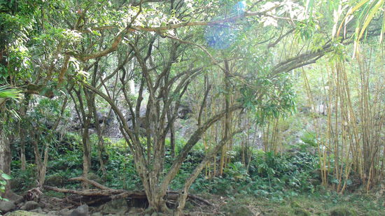 Das Waimea Valley, ein immergrüner Regenwald