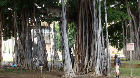 Banyan-Baum