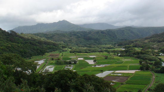Hawaii Wild Refuge für Vögel