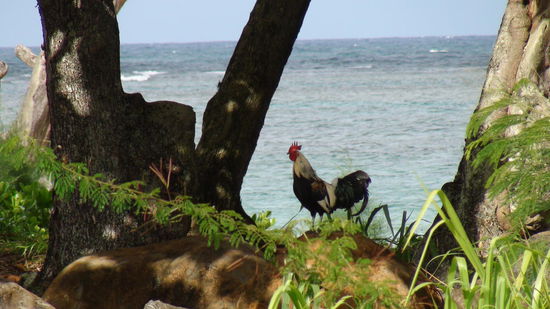 In Kaua´i sind die Wilden Hühner los. Tatsächlich sind Hühner hier überall zu finden, auch bei WalMart.