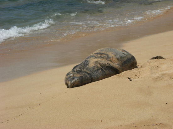 Eine vom Aussterben bedrohte Hawaii Mönchsrobbe. Die Gesamtpopulation wird auf 600 Tiere geschätzt. Sie erholt sich direkt neben uns am Strand von den Gefahren des Meeres. Die Felloberseite ist silbergrau.