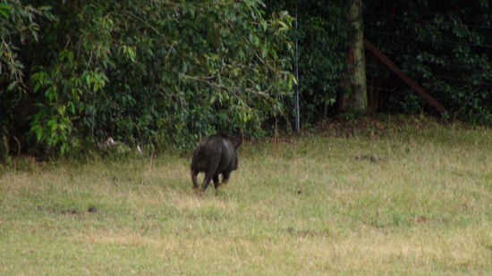 ...ein Wildschwein