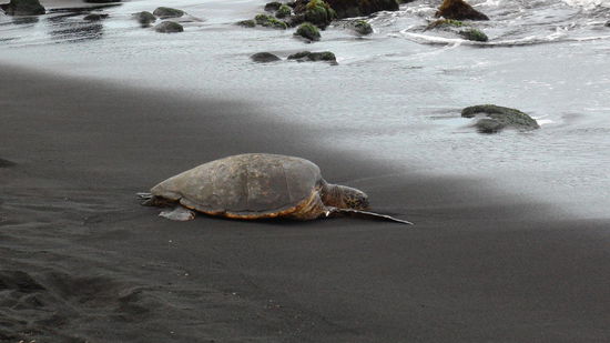 Green sea turtle gönnt sich ein Sonnenbad am Strand