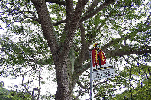 In Waiohinu, nahe Naalehu finden wir den 1866 von Mark Twain gepflanzten Monky Pod Tree (Regenbaum).