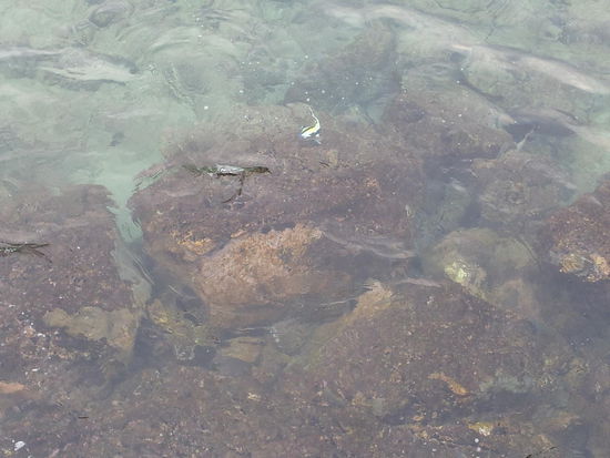 Ganz viele Fische. Wer findet sie?
