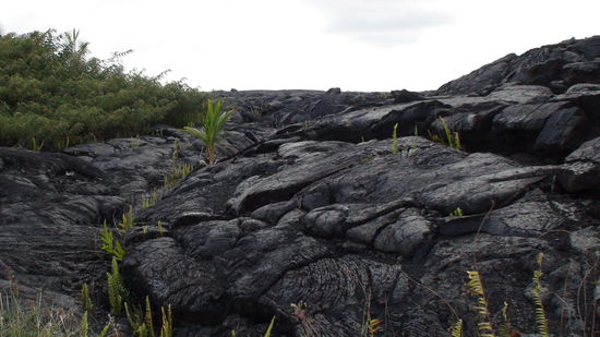 Leben durchdringt die Lava