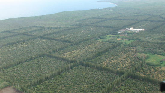 Macadamia Nut Factory unter uns. Das zweitgrößte Macadamianuss-Anbaugebiet der Welt hinter Australien.