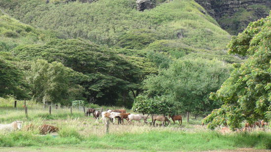 Die Ranch ist natürlich auch das Zuhause zahlreicher Tiere...