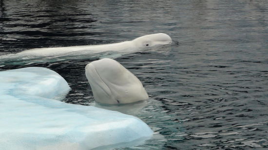 Beluga Wale