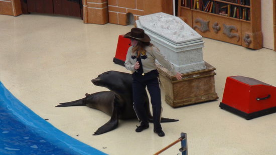 Comedy mit den Seelöwen