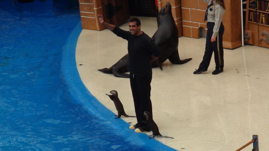 auch Seeotter waren dabei