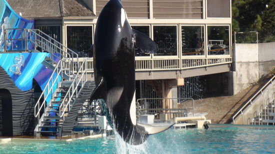 Wunderschöne Tiere.