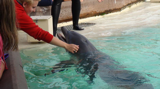 Delphine, zum Greifen nah.