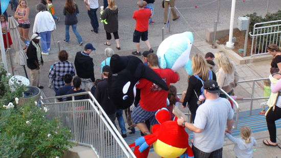 Da hat jemand eingekauft. Orca und Delphin im Handgepäck.