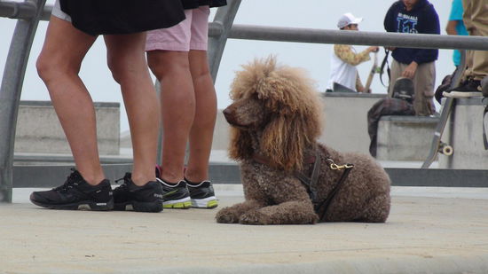 In Venice sind nicht nur die Menschen "crazy"