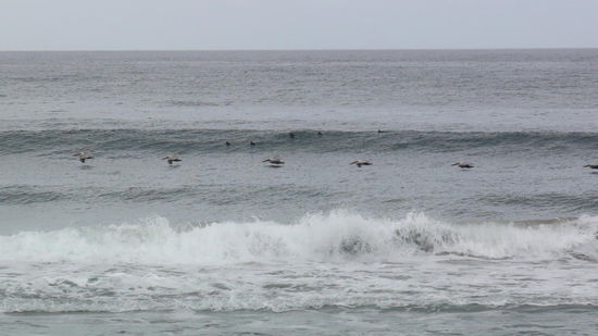 Schwärme von Pelikanen begleiten uns entlang der Küste