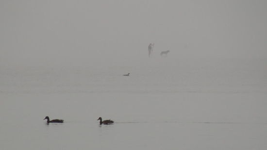 Oh, wer schwimmt den da?