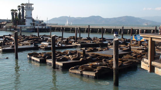 Einst ein Anlegehafen für Fischerboote. Jetzt haben sich hier etwa 400 Seelöwen am Ende des Piers ihren Ruheplatz ausgesucht und aalen sich dort dicht gedrängt in der Sonne.