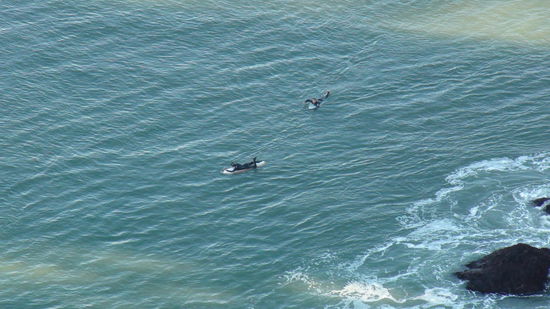 Surfer under the bridge