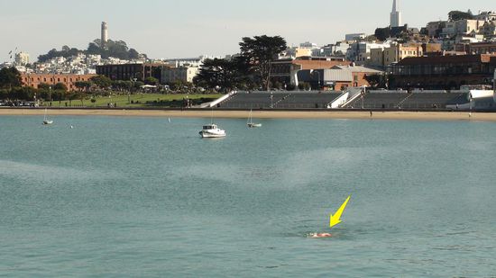 Unterhalb des Ghiradelli ist eine beliebte Schwimmstrecke vieler Einheimischer im 15° C kalten Pazifik.