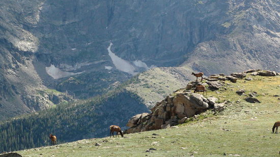 Mule Deers entlang der Trail Ridge Road