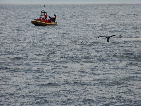 Wir haben eine Walbeobachtungstour gebucht!
Beinahe hätten wir das alles nicht gesehen, weil ......
Ausgerechnet heute war die Batterie unserer Digitalkamera fast leer. Wir fuhren zum Parkplatz an den Dünen  und ließen den Motor laufen  damit der 12 V-Transformer unsere Kamerabatterie aufladen konnte.
Dadurch waren wir später am Hafen als vorgesehen. Wir - nein, es muß heißen 'ich' Edeltraud - bin immer überpünktlich!!!
12:45 Uhr sollte unser Power-Katamaran ablegen. Es warteten schon Leute, aber Gregor fragte trotzdem einen Bediensteten:' Euer Schiff? Parti!'- Was denn? Wieso ist unser Boot den weg?
Ich habe versehentlich die Abfahrtszeit auf der anderen Seite des Fjords gelesen und nicht die von Tadoussac!!! 12:30 Uhr hatte unser Schiff abgelegt!
Ich war schon total verzweifelt! Wie konnte mir das passieren? Für den Trip haben wir auch noch über 100 Euro bezahlt!
Der freundliche Mann am Hafen beruhigte uns aber gleich und telefonierte mit unserer Gesellschaft. Alles klar! Sein Schiff legt gleich ab und wir dürfen mitfahren!
Wir waren dem Mann sehr dankbar und heilfroh; wenn wir jetzt auch auf dem großen Dampfer gelandet sind den wir nicht wollten- und außerdem mit einer Busladung Spaniern zusammen!
Ich kenne meine Spanier! Die reden unentwegt!!!
Aber das grosse Schiff war wider Erwarten sogar von Vorteil beim Beobachten der Wale: Man konnte von einer Seite zur anderen rennen und so alles sehen da das Schiff bei weitem nicht ausgebucht war!