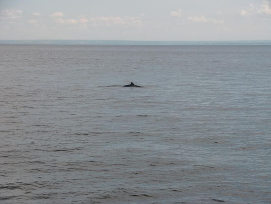 Ich filmte und Gregor fotografierte!
Gregor:' Wieso denn nur so wenige Fotos? Ich habe bestimmt 20 Bilder gemacht!'
Leider hielt er die kurze Verzögerung beim Auslösen schon für ein 'gemachtes Foto'! War aber nur die Scharfeinstellung!!!
Wir sahen hautsächlich Mink- und Finnwale. Einmal - war er das hier? - einen Orca!
Ganz toll - die Ansage: Psst! Der Wal kommt!-- Und schon hielten sogar die Spanier mal den Mund! - war das Geräusch des Blasens! Hat mich stark beeindruckt und ist in meiner Erinnerung sehr lebendig!