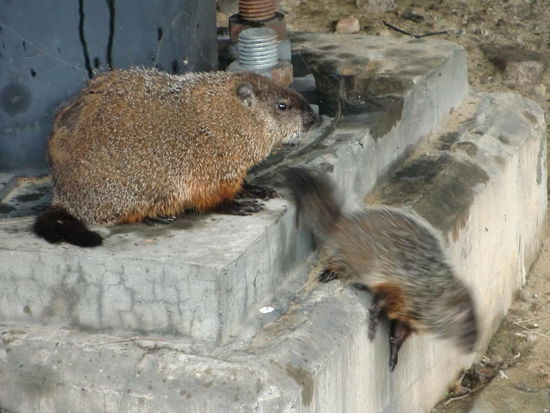 Die Grounddogs (Präriehunde) sieht man fast überall. Sie bevölkern sogar die Seitenstreifen der Autobahnen.