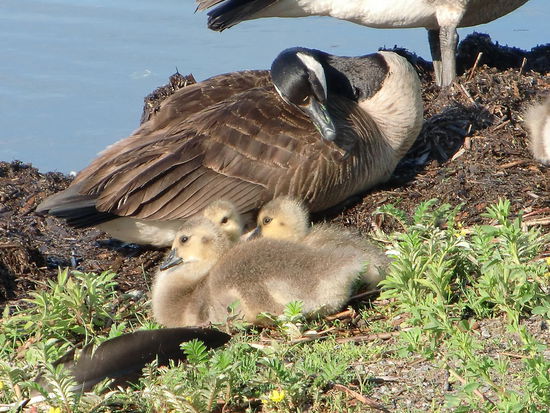 Die Unmengen von Gänsen waren zwar sehr niedlich aber sie schissen alles in der Umgebung zu! Den Tretminen auszuweichen war fast nicht möglich!