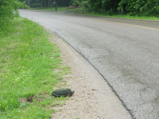 Kurz vorm Campingplatz eine Schnappschildköte die gerade ihre Eier am Strassenrand abgelegt hat. Später lief eine über unsere Campsite am Auto entlang.