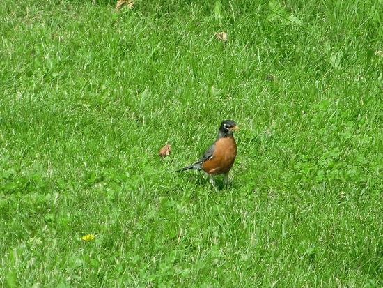 Die Wanderdrossel - unsere deutsche Amsel - begleitet uns treu seit Halifax durch ganz Kanada!