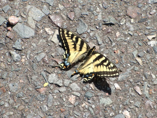 Diese schönen Schmetterlinge flogen uns ständig gegen das Auto. Auch Bienen, Libellen und andere Insekten mußten wir abends vom Kühler, Windschutzscheibe und Schreibenwischer beseitigen.