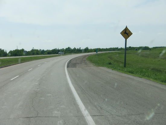 Das Hinweisschild sollte man ernst nehmen! Wir konnten problemlos abbremsen als ein Wapiti direkt an der Fahrbahn stand und im Begriff war diese zu überqueren. Es bekam dann doch Angst und flüchtete glücklicherweise in den Wald zurück. Wir sahen noch drei weitere Wapitis in Strassennähe und auch einige große Blutlachen auf der Fahrbahn!