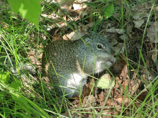 Besuch am Morgen im Spruce Wood PP: eine Art Bodenhörnchen; den genauen englischen Namen konnte ich nicht behalten.
