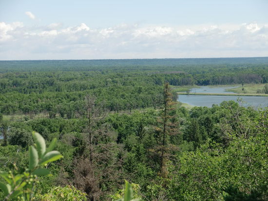 Wälder so weit das Auge reicht! Hier hat ein Bär genug Platz!